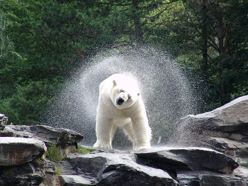 Ours Polaire Ours polaire